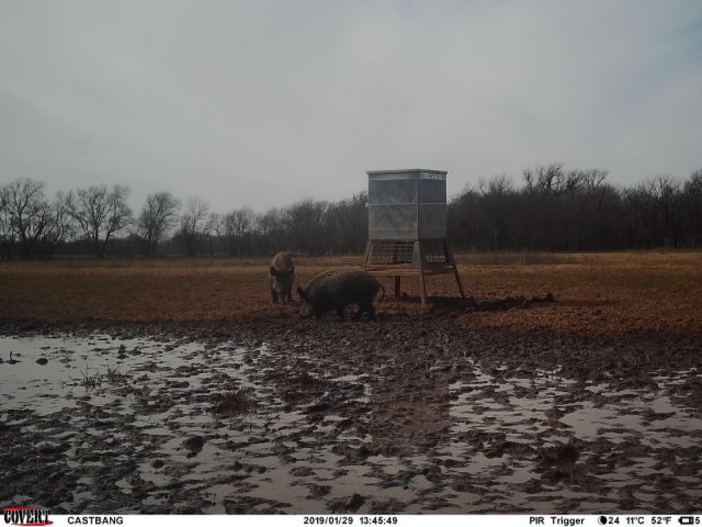 2019 SemiGuided Deer and Hog Hunting Lease Southwest Oklahoma Cast